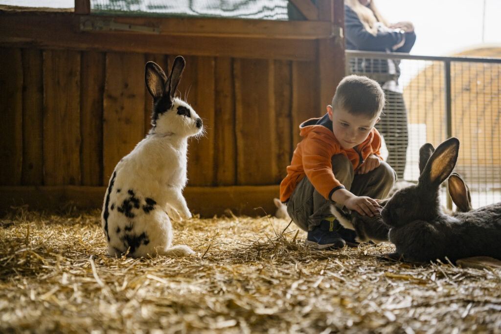 Hasen Schaf und Geflügelhof Sue