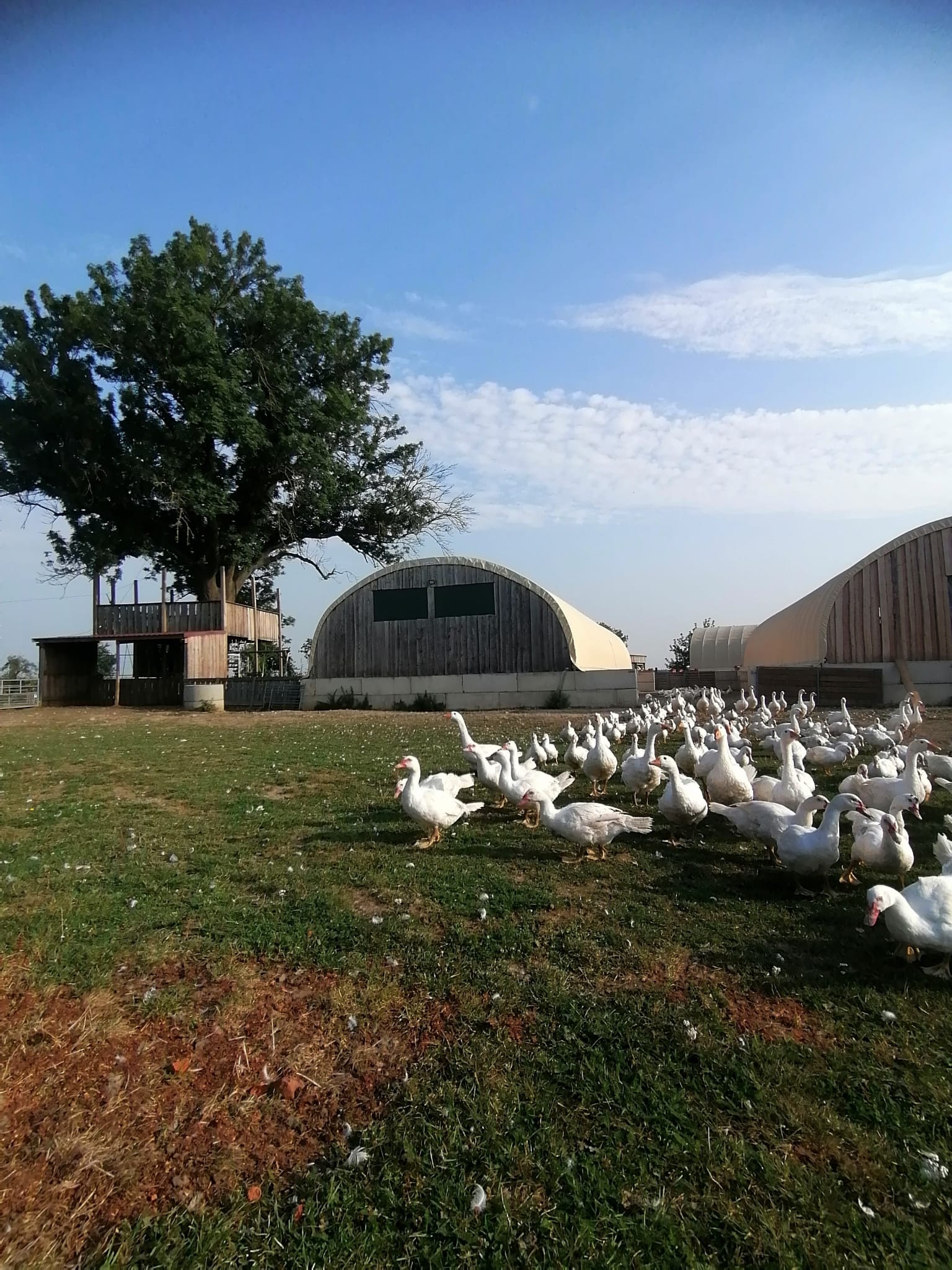 Gänse und Enten im Auslauf